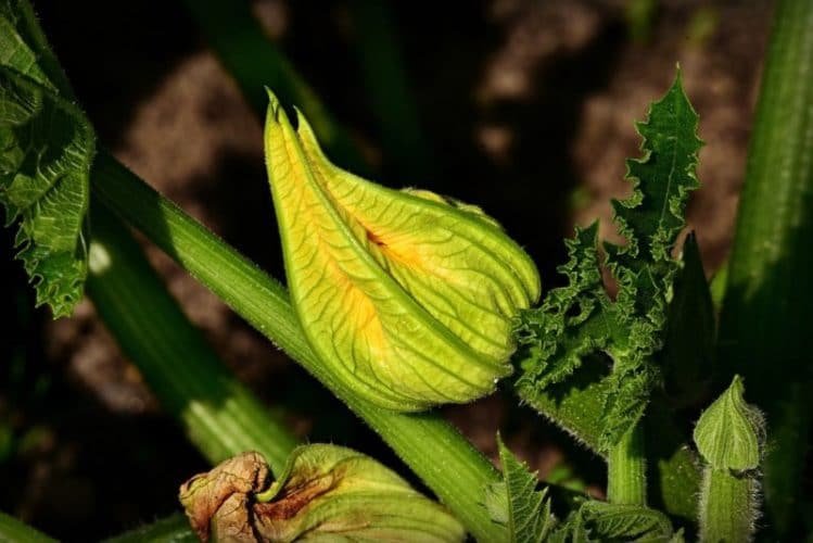 Can You Freeze Courgette Flowers